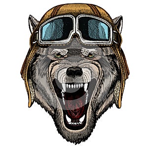 Wolf portrait. Head of wild animal. Vintage aviator helmet with googles.