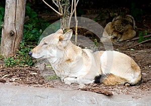 Wolf predator mammal fangs hide fur thick lair