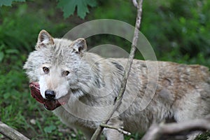 Wolf with prey