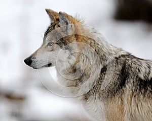 Wolf profile