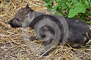 Wolf Pup