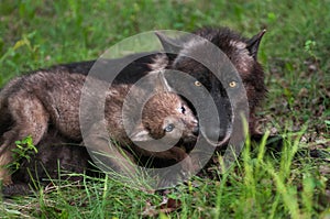 Wolf Pup (Canis lupus) Licks Mother Begging for Food