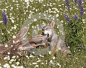 Wolf Pup Chewing on Log in Meadow of Wildflowers