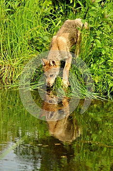 Wolf pup drinking water with reflections.