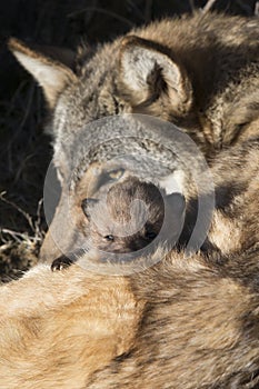 Wolf pup with eats peering out over mother