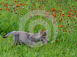 Wolf pup in a field of orange wildflowers.