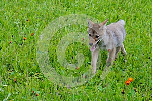 Wolf pup in a field of orange wildflowers.