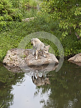 Wolf Pup Looking at his Reflection