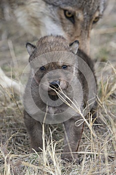 Wolf pup with mother in background