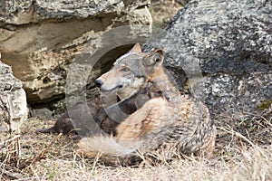 Wolf pup resting on mother