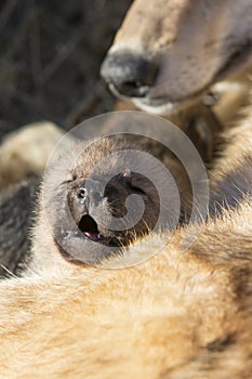 Wolf pup vocalizing for mother