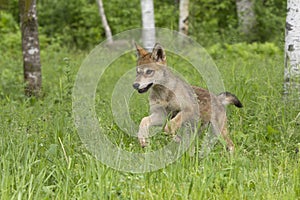 Wolf Puppy Playing in the Woods