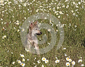 Wolf Puppy Portrait in Wildflowers