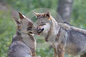 Wolf Puppy showing dominance to his brother