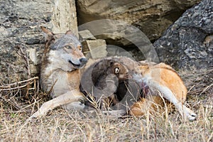 Wolf pups feeding on mother