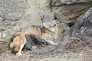 Wolf pups feeding on mother