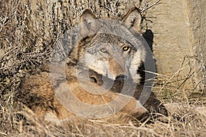 Wolf with pups near den