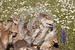 Wolf Pups Playing with Mom in Wildflowers