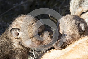 Wolf pups playing together