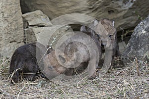 Wolf pups walking out of den