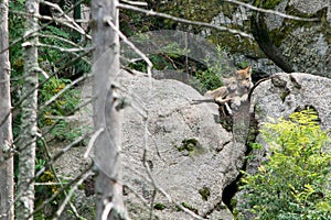 A wolf pups in the zoo.