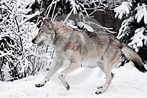 Wolf quickly runs through the forest, a powerful impetuous wild beast in winter