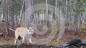 Wolf and raven. Eurasian wolf, also known as the gray  or grey wolf also known as timber wolf.  Autumn forest. Scientific name: