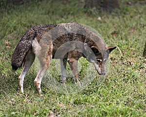 Wolf Red Wolf Animal Stock Photos.   Red Wolf Animal profile view.  Endangered species