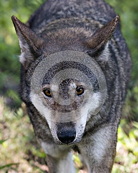 Wolf Red Wolf stock photos.  Red Wolf endangered species. Red Wolf close-up profile