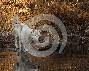 Wolf reflection at the pond Triple D Montana USA