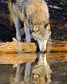 Wolf Reflections at the edge of a pond