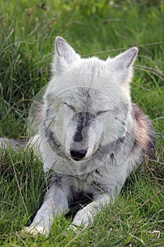 Wolf resting with eyes closed