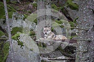 Wolf resting on the rock.