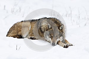 Wolf resting in snow photo