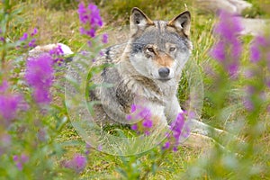 Wolf rests in a grass meadow with flowers