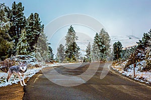 Wolf, road and pine forest