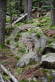 Wolf rocks in woods