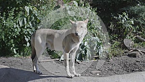 Wolf running through the forest in the fall