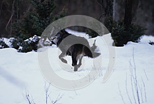 Wolf Running in Snow