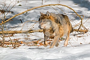 Wolf running in the winter forest