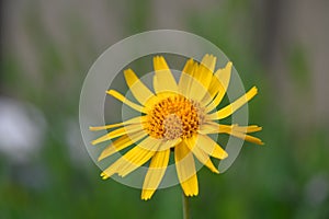 Wolf`s bane Arnica montana close-up of yellow flower