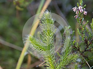 Wolf`s claws common clubfoot wild forest plant macro