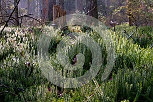 Wolf`s-foot clubmoss Lycopodium Clavatum close up