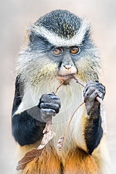 Wolf's Guenon