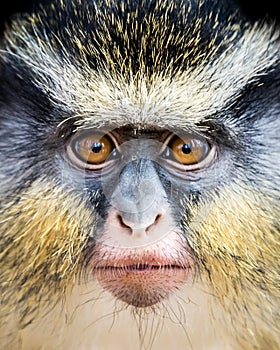 Wolf`s Guenon II