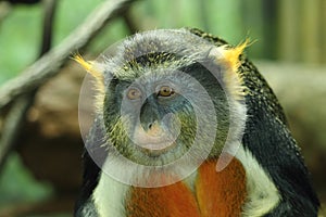 Wolf's Guenon Monkey