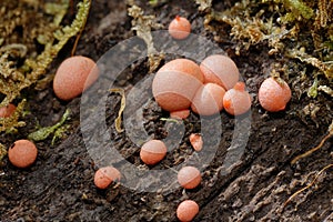 Wolf`s Milk Slime Mould photo