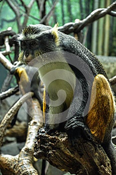 Wolf's mona monkey (Cercopithecus wolfi) photo