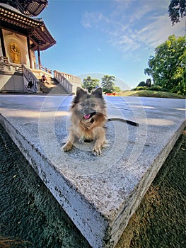 Wolf sable pomeranian in Battersea Park Peace Pagoda