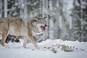 Wolf scavenging photo